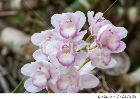 シンビジューム シンビジューム 77227808