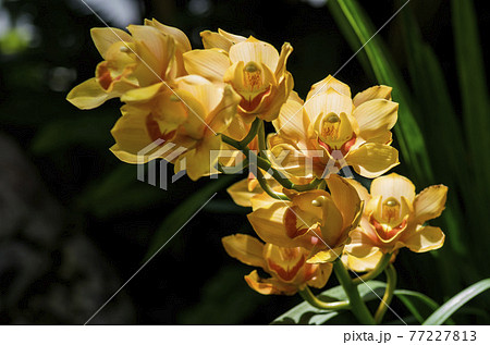 シンビジューム シンビジューム 77227813