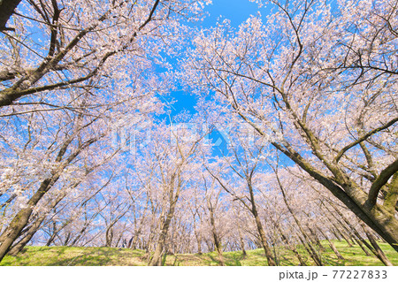 弘法山古墳の桜 77227833