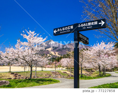 晴天に満開の桜と雪が残る磐梯山 (亀ヶ城公園、猪苗代、福島) 77227858