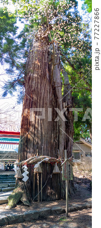 大きな杉の木に芽吹いた山桜、瞻仰パノラマ (磐椅神社、猪苗代、福島) 大きな杉の木に芽吹いた山桜、瞻仰パノラマ (磐椅神社、猪苗代、福島) 77227866