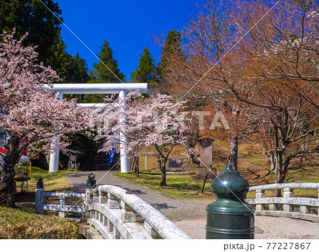 桜咲く土津(はにつ)神社の神橋と鳥居 (猪苗代、福島) 77227867