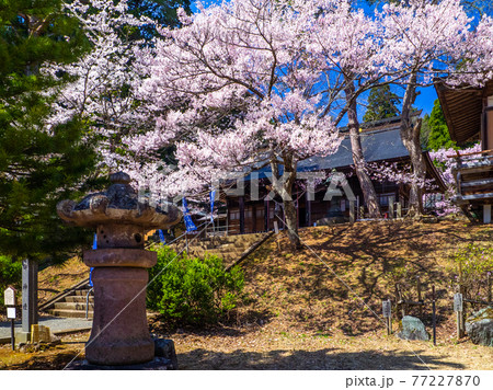 桜咲く土津(はにつ)神社の拝殿 (猪苗代、福島) 77227870