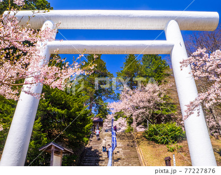 満開の桜と鳥居 (土津(はにつ)神社、猪苗代、福島) 満開の桜と鳥居 (土津(はにつ)神社、猪苗代、福島) 77227876