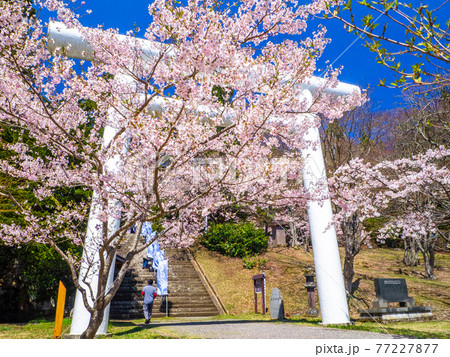 満開の桜と鳥居 (土津(はにつ)神社、猪苗代、福島) 77227877