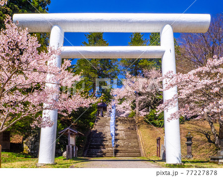 満開の桜と鳥居 (土津(はにつ)神社、猪苗代、福島) 77227878