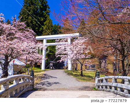 桜咲く土津(はにつ)神社の神橋と鳥居 (猪苗代、福島) 77227879