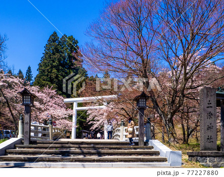 桜咲く土津(はにつ)神社入口 (猪苗代、福島) 77227880