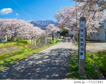 観音寺川桜並木下流 (川桁自然公園、猪苗代、福島) 77227881