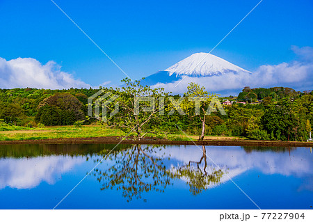 （静岡県）棚田に映る富士山 77227904