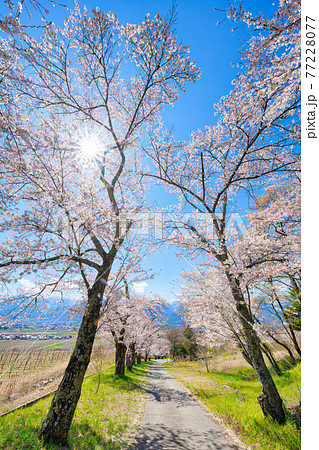 池田町、鵜山の桜並木 77228077