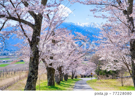 池田町 鵜山の桜並木の写真素材