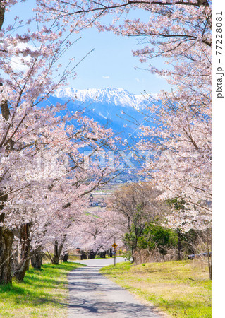 池田町、鵜山の桜並木 77228081