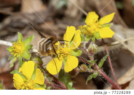 ビロードツリアブ 77228289