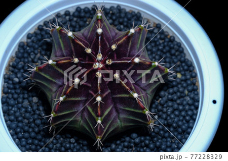 cactus Tree wallpaper cactus Tree wallpaper 77228329