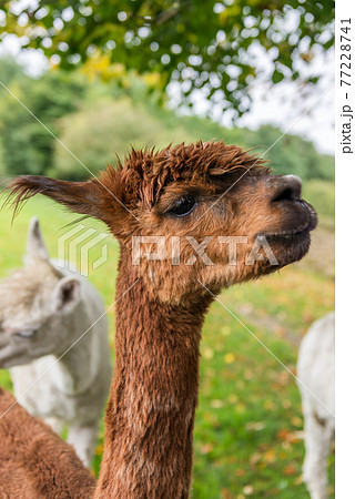 Cute and Sheared Lllamas in English countryside. 77228741