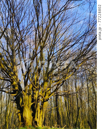 big wide tree in the spring wood 77228802