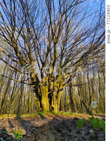 big wide tree in the spring forest 77228803