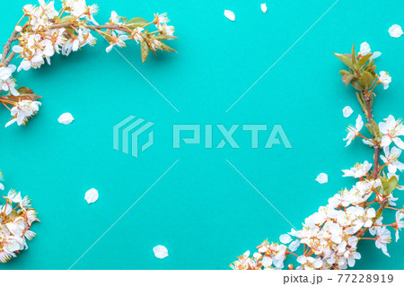 May flowers. Spring blossom and April floral nature on blue background. Beautiful scene with blooming tree. Easter Sunny day. Orchard abstract blurred background. Springtime. May flowers. Spring blossom and April floral nature on blue background. Beautiful scene with blooming tree. Easter Sunny day. Orchard abstract blurred background. Springtime. 77228919