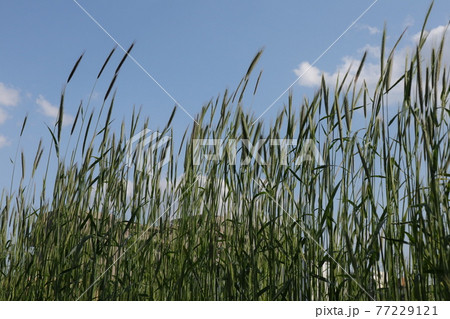 風になびく麦畑の風景 風になびく麦畑の風景 77229121