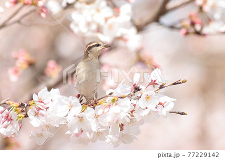 ニュウナイスズメと桜 77229142