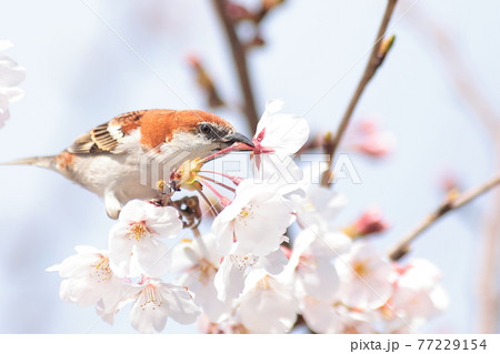 ニュウナイスズメと桜 ニュウナイスズメと桜 77229154