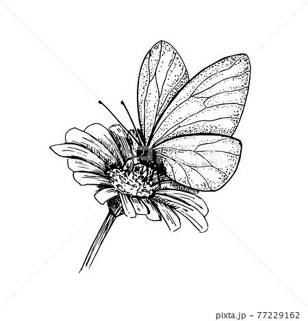 Butterfly On A Flower Hand Drawn Black And のイラスト素材