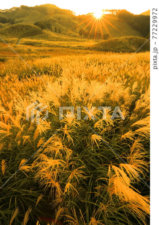 油絵 風景画 ✡️ 兵庫県砥峰高原【P30】【10月】 油絵 風景画 ✡️ 兵庫県砥峰高原【P30】【10月】 - メルカリ