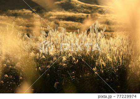 砥峰高原 77229974