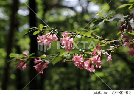 時価 韓国 外 77230209