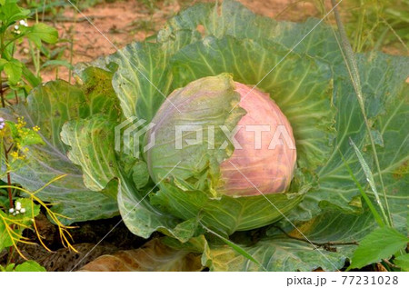 The head of cabbage is in the field. The head of cabbage is in the field. 77231028