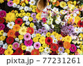 色とりどりの花が浮かぶ花手水 77231261