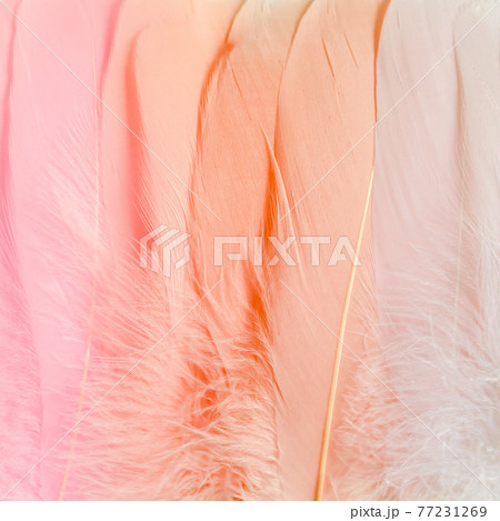 Pink feathers textured background. Feather background. Flat lay, top view Pink feathers textured background. Feather background. Flat lay, top view 77231269