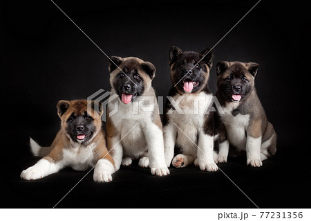 Little puppies of american akita breed dog against black 77231356
