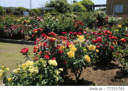 荒尾市　おもやい市民花壇　バラの花、 77231761