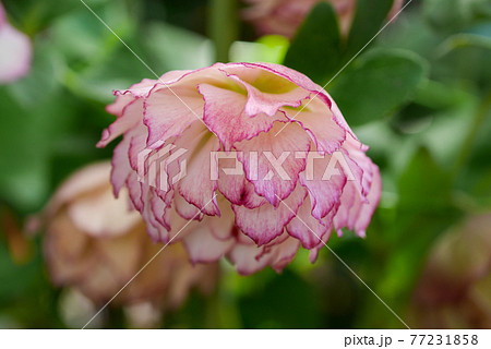 クリスマスローズ ダブル ピンク 糸ピコティ 04の写真素材