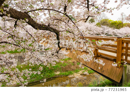山崎川 四季の道、満開の桜〈愛知県名古屋市〉 山崎川 四季の道、満開の桜〈愛知県名古屋市〉 77231965
