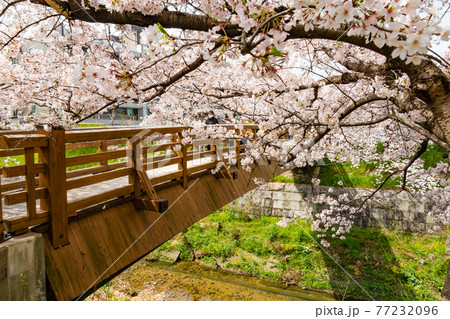 山崎川 四季の道、満開の桜〈愛知県名古屋市〉 山崎川 四季の道、満開の桜〈愛知県名古屋市〉 77232096