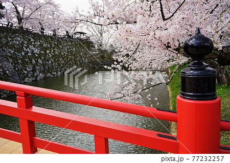桜の名所　弘前公園 鷹丘橋 77232257