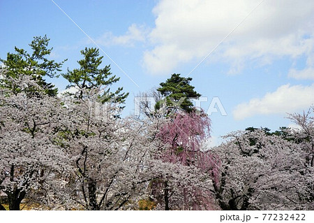 桜の名所 弘前公園 桜の名所 弘前公園 77232422