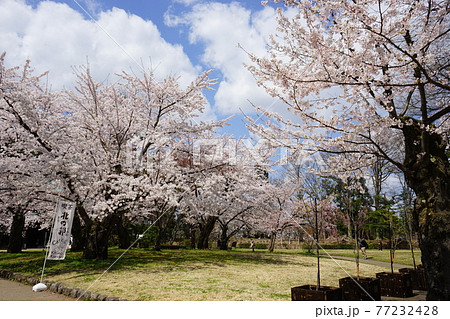 桜の名所 弘前公園 桜の名所 弘前公園 77232428