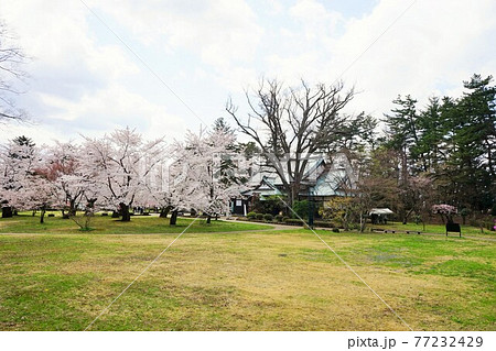 桜の名所 弘前公園 桜の名所 弘前公園 77232429