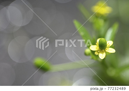 タガラシの花 77232489