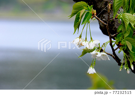 下を向く白い桜の花 77232515