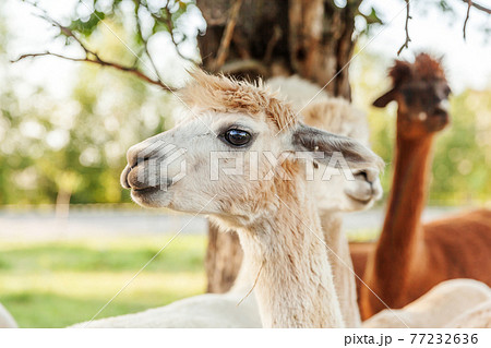 Cute alpaca with funny face relaxing on ranch in summer day. Domestic alpacas grazing on pasture in natural eco farm countryside background. Animal care and ecological farming concept 77232636
