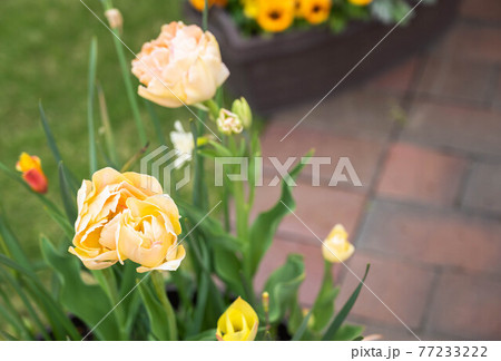 春の花 チューリップ 春の花 チューリップ 77233222