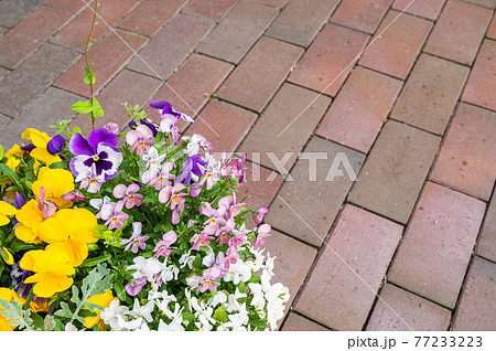 パンジーの寄せ植え パンジーの寄せ植え 77233223
