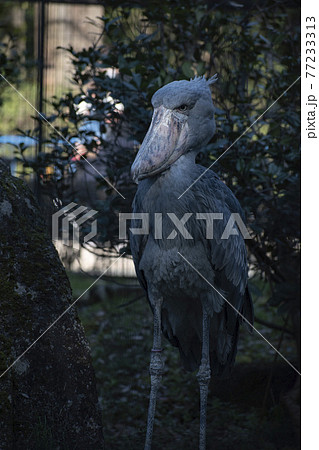 じっと動かない立ったままのハシビロコウの写真素材 じっと動かない立ったままのハシビロコウの写真素材