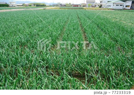 タマネギ畑 77233319