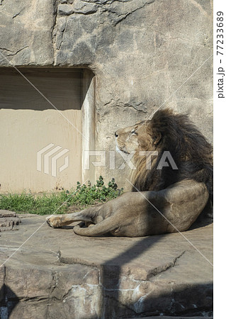 地面に横たわるオスライオン 77233689